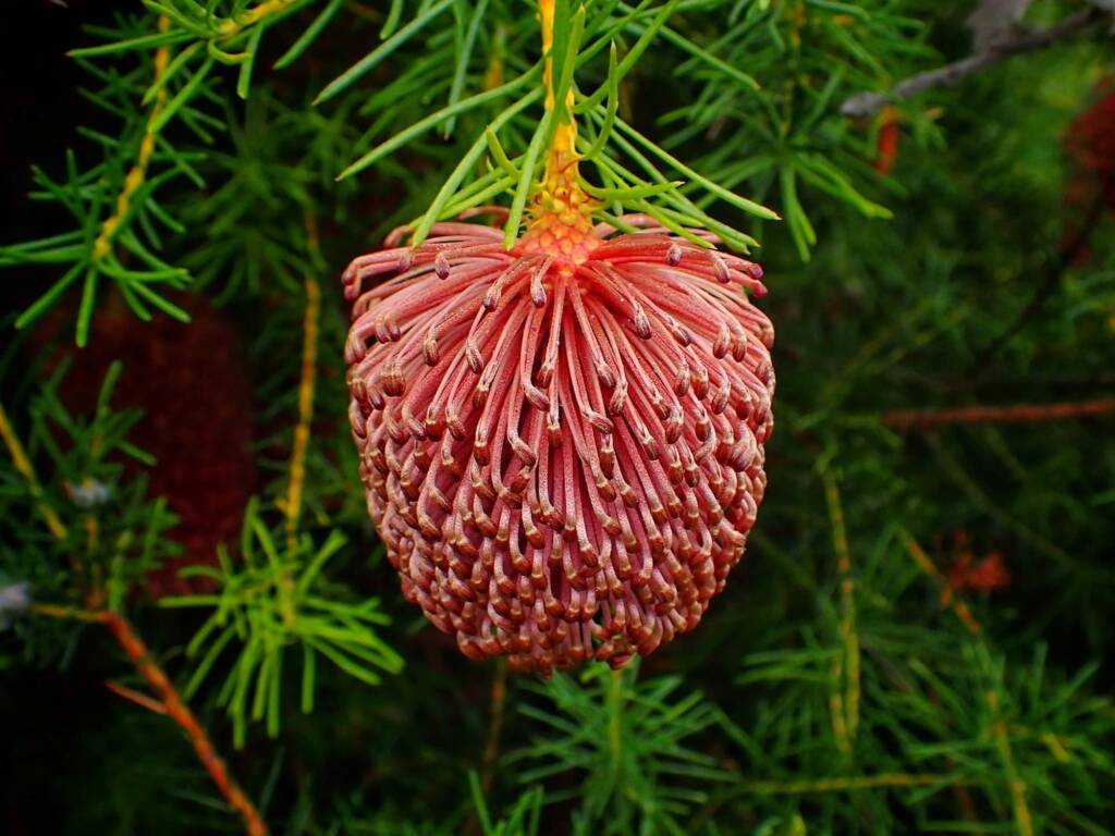 Banksia nutans var. cernuella, Great Southern Region WA © Terry Dunham