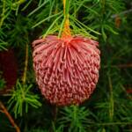 Banksia nutans var. cernuella, Great Southern Region WA © Terry Dunham