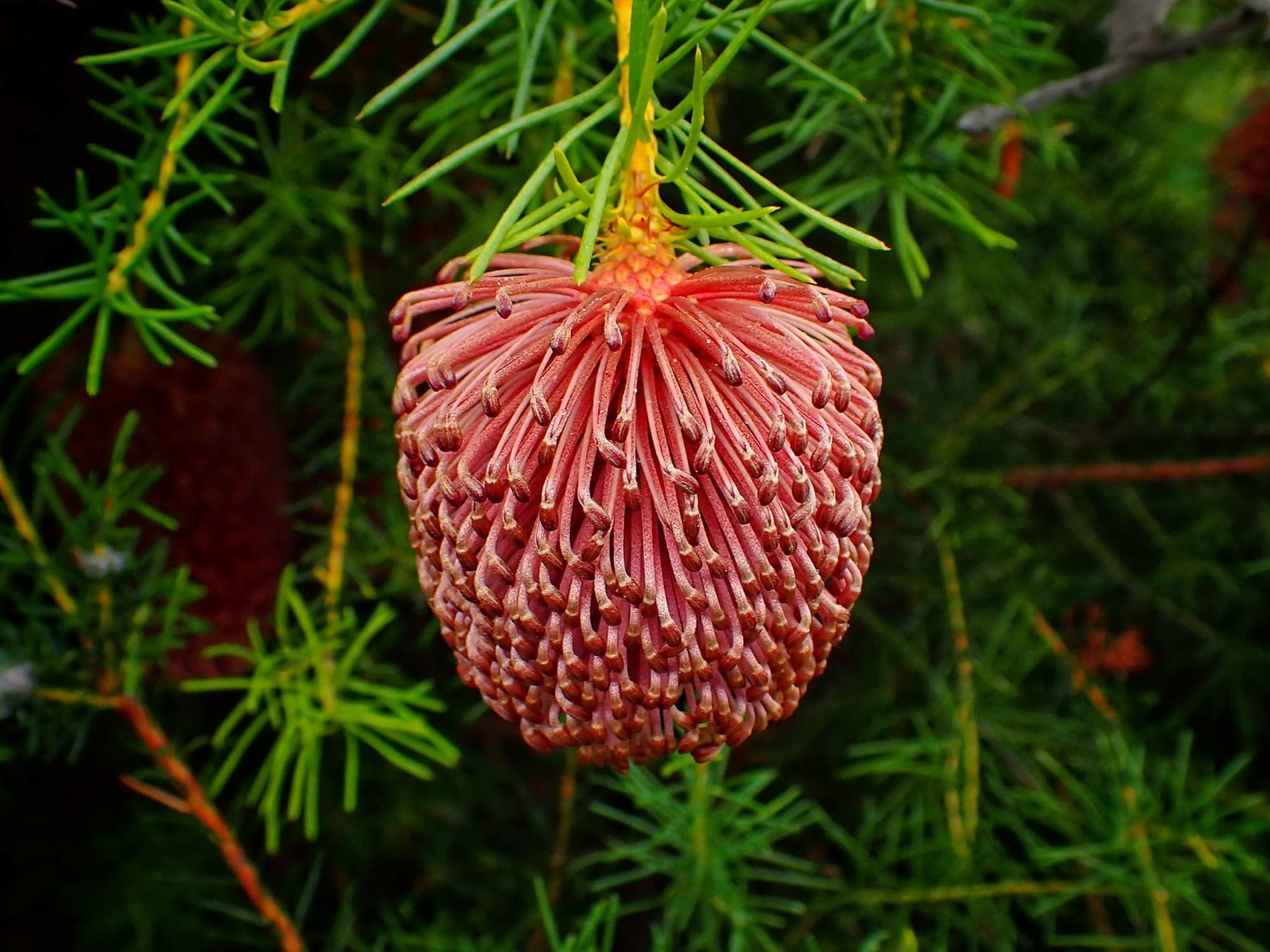 Banksia nutans var. cernuella, Great Southern Region WA © Terry Dunham