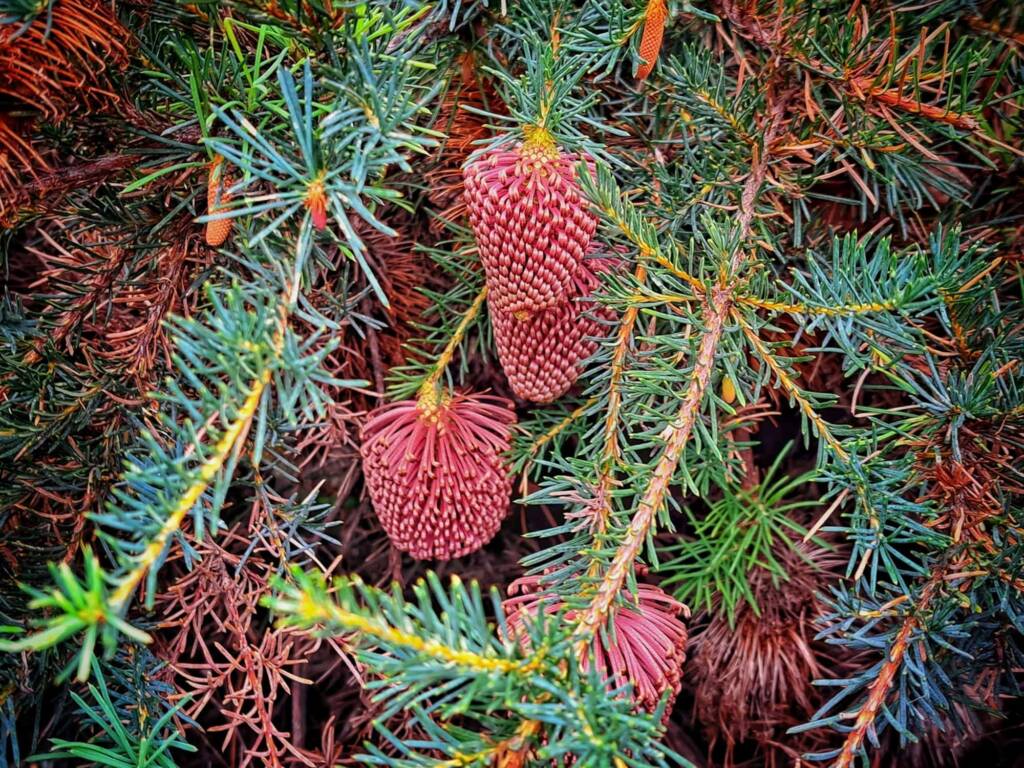 Banksia nutans var. cernuella, Great Southern Region WA © Terry Dunham