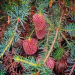 Banksia nutans var. cernuella, Great Southern Region WA © Terry Dunham