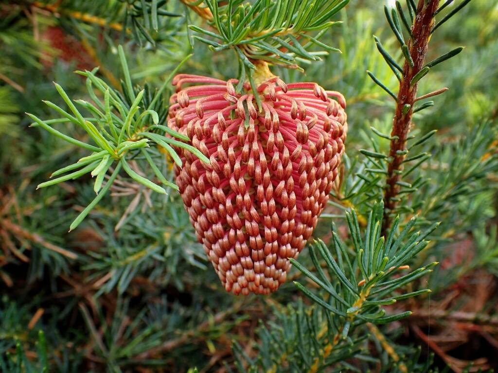 Banksia nutans var. cernuella, Great Southern Region WA © Terry Dunham
