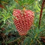 Banksia nutans var. cernuella, Great Southern Region WA © Terry Dunham