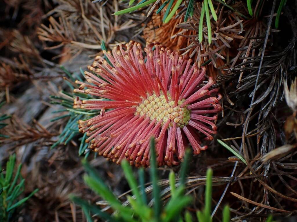 Banksia nutans var. cernuella, Great Southern Region WA © Terry Dunham