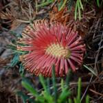 Banksia nutans var. cernuella, Great Southern Region WA © Terry Dunham