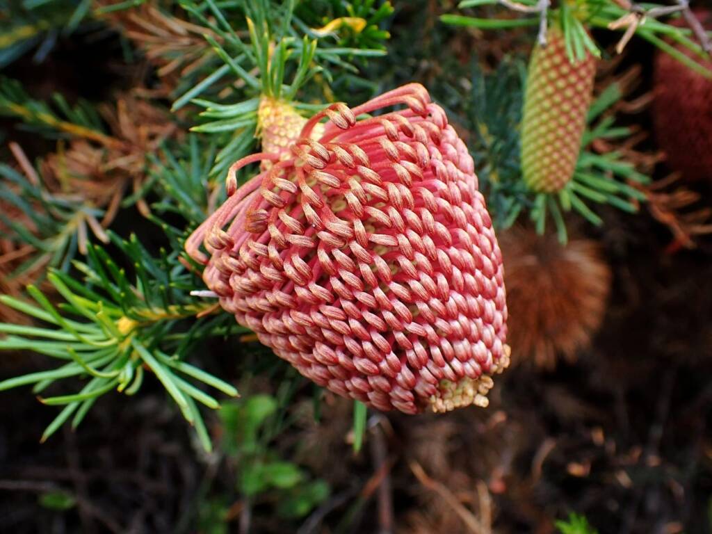Banksia nutans var. cernuella, Great Southern Region WA © Terry Dunham
