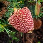 Banksia nutans var. cernuella, Great Southern Region WA © Terry Dunham