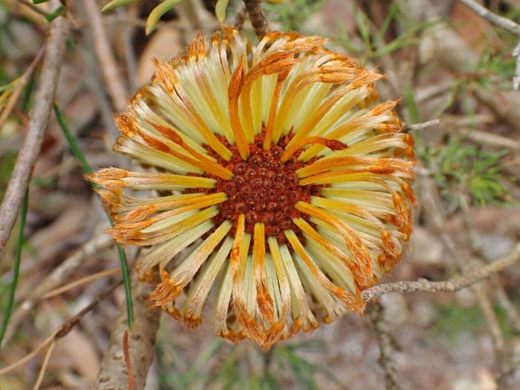 Banksia sphaerocarpa, Great Southern Region WA © Terry Dunham