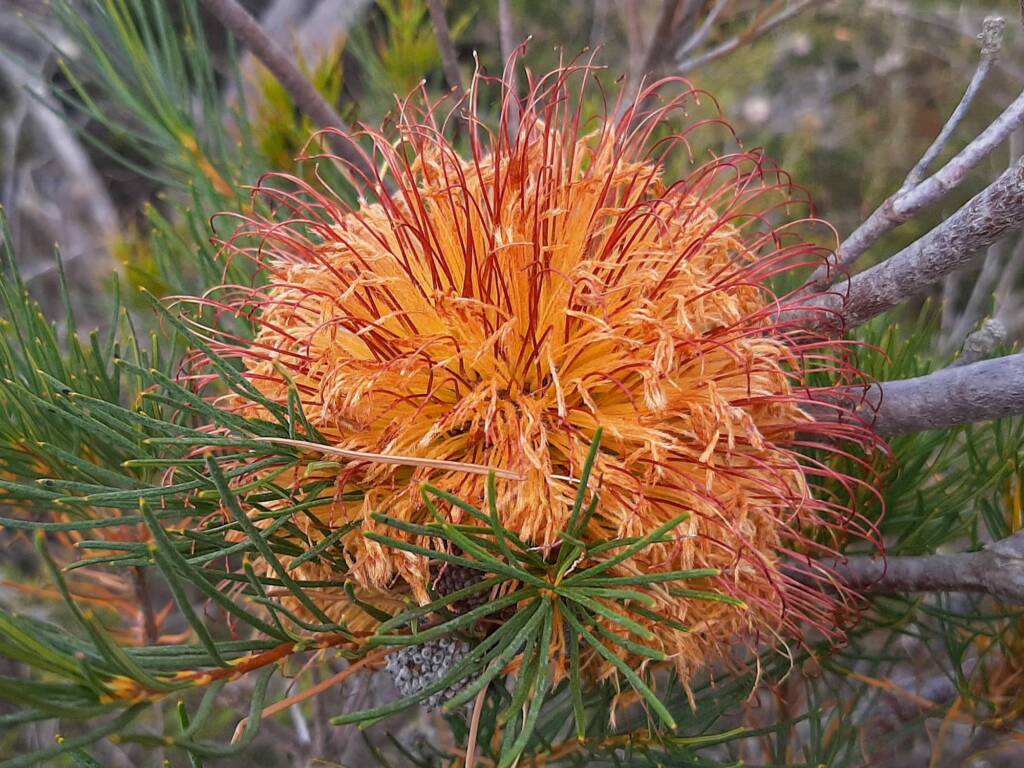 Banksia sphaerocarpa var sphaerocarpa (Fox Banksia), Stirling Range National Park WA © Terry Dunham