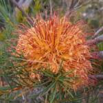 Banksia sphaerocarpa var sphaerocarpa (Fox Banksia), Stirling Range National Park WA © Terry Dunham
