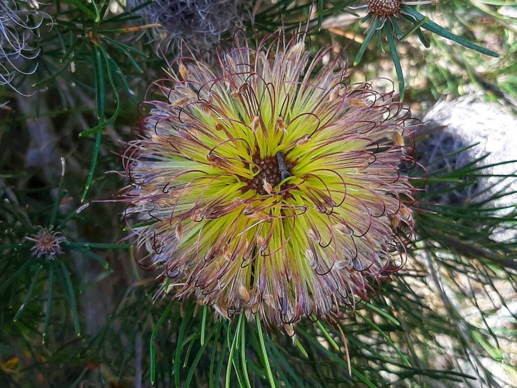 Banksia sphaerocarpa var sphaerocarpa (Fox Banksia), Stirling Range National Park WA © Terry Dunham