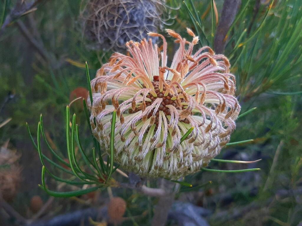 Banksia sphaerocarpa var sphaerocarpa (Fox Banksia), Stirling Range National Park WA © Terry Dunham