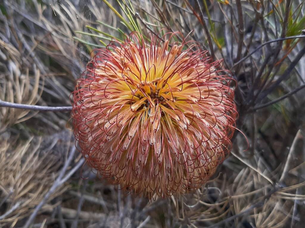 Banksia sphaerocarpa var sphaerocarpa (Fox Banksia), Stirling Range National Park WA © Terry Dunham