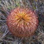 Banksia sphaerocarpa var sphaerocarpa (Fox Banksia), Stirling Range National Park WA © Terry Dunham