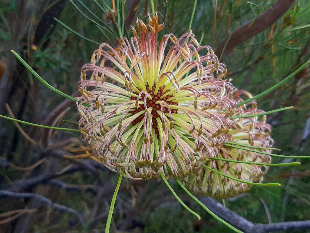Banksia sphaerocarpa var sphaerocarpa (Fox Banksia), Stirling Range National Park WA © Terry Dunham