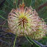 Banksia sphaerocarpa var sphaerocarpa (Fox Banksia), Stirling Range National Park WA © Terry Dunham