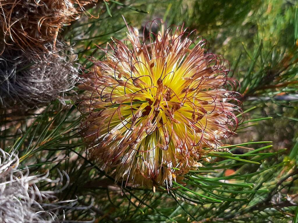Banksia sphaerocarpa var sphaerocarpa (Fox Banksia), Stirling Range National Park WA © Terry Dunham