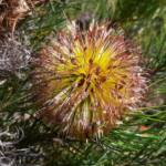 Banksia sphaerocarpa var sphaerocarpa (Fox Banksia), Stirling Range National Park WA © Terry Dunham