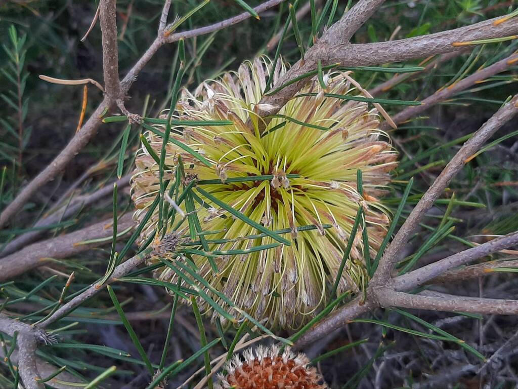 Banksia sphaerocarpa var sphaerocarpa (Fox Banksia), Stirling Range National Park WA © Terry Dunham