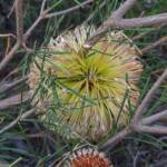 Banksia sphaerocarpa var sphaerocarpa (Fox Banksia), Stirling Range National Park WA © Terry Dunham