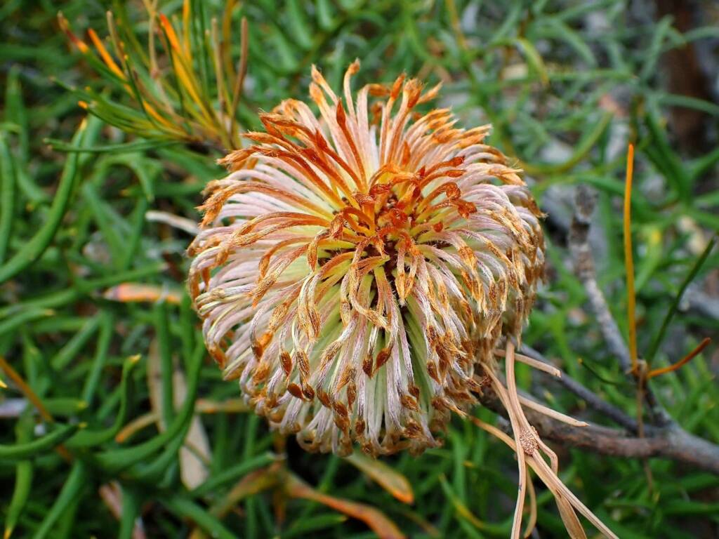 Banksia sphaerocarpa var sphaerocarpa (Fox Banksia), Stirling Range National Park WA © Terry Dunham