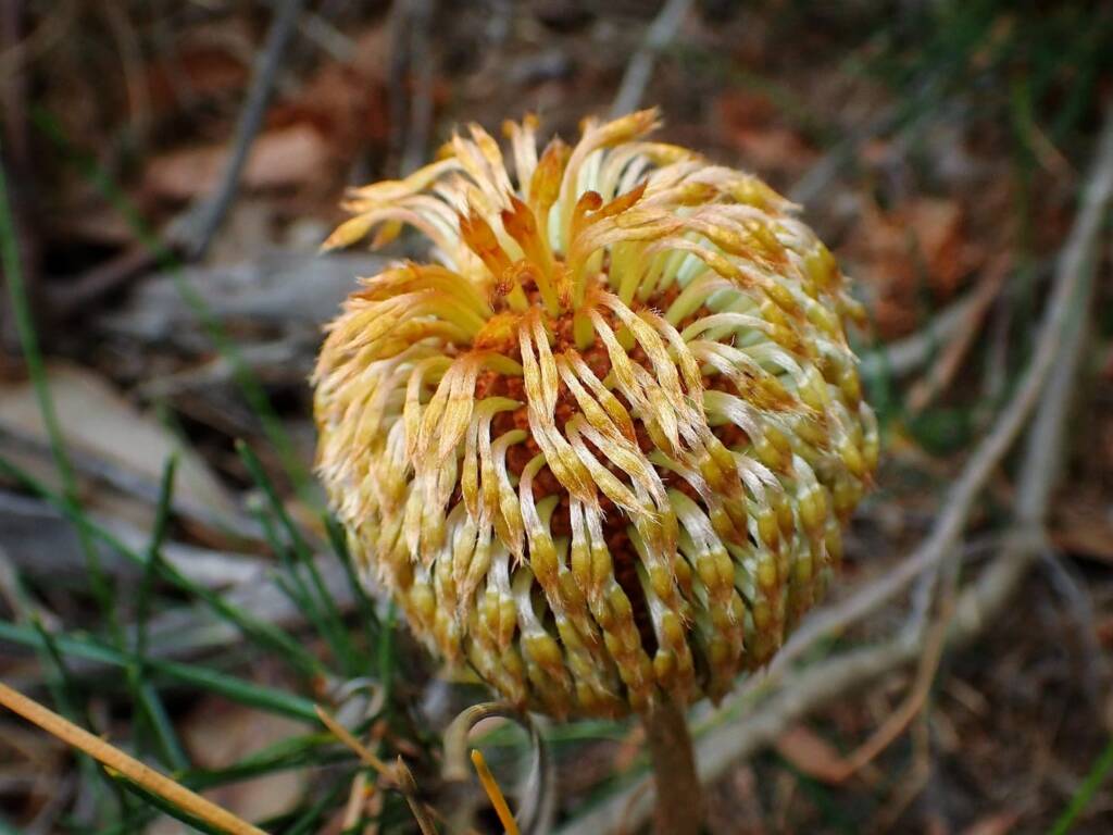 Banksia sphaerocarpa var sphaerocarpa (Fox Banksia), Stirling Range National Park WA © Terry Dunham