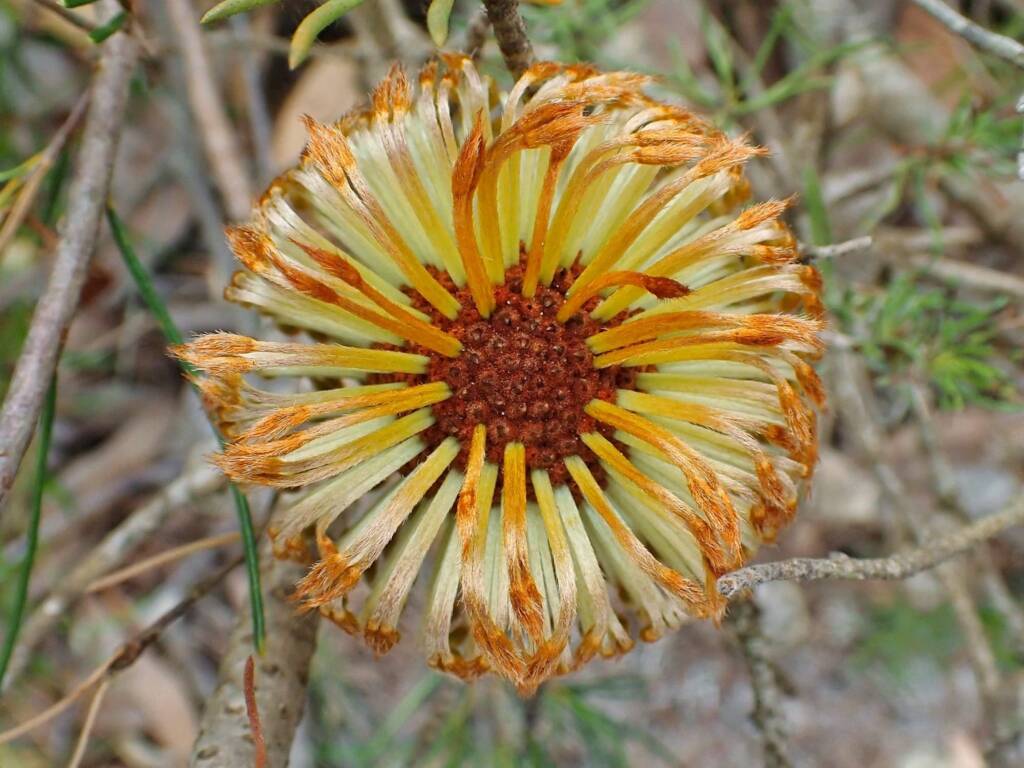 Banksia sphaerocarpa var sphaerocarpa (Fox Banksia), Stirling Range National Park WA © Terry Dunham