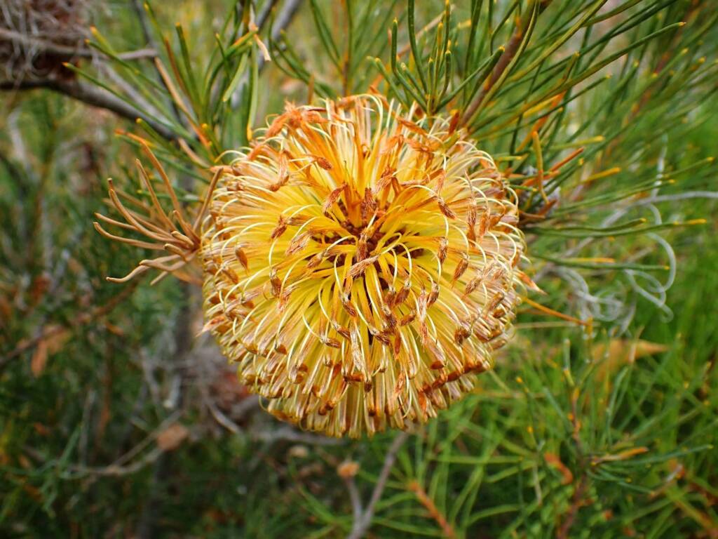 Banksia sphaerocarpa var sphaerocarpa (Fox Banksia), Stirling Range National Park WA © Terry Dunham