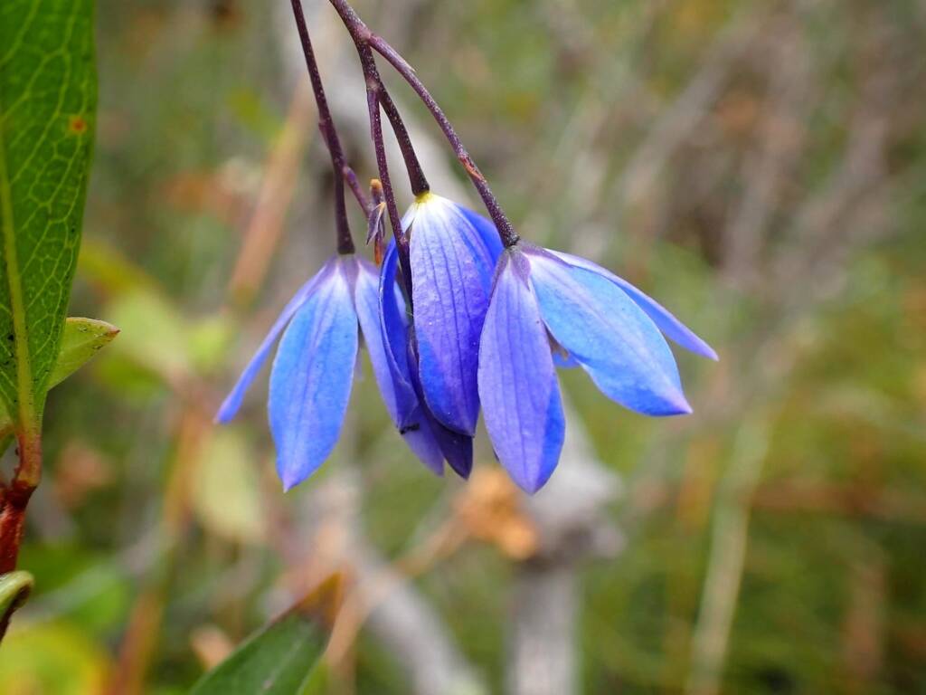 Billardiera fusiformis (Australian Bluebell), Great Southern Region WA © Terry Dunham
