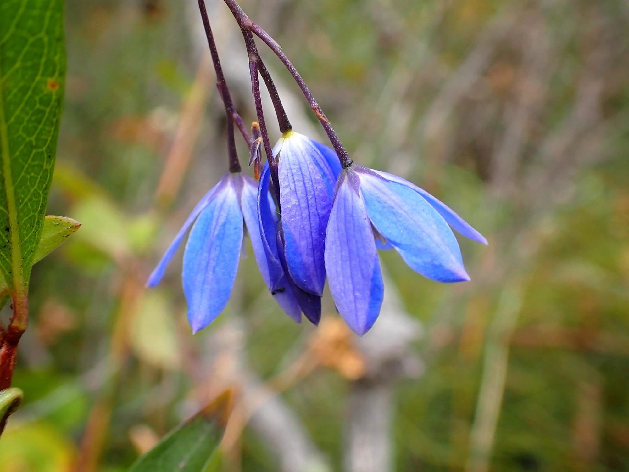 Billardiera fusiformis (Australian Bluebell), Great Southern Region WA © Terry Dunham