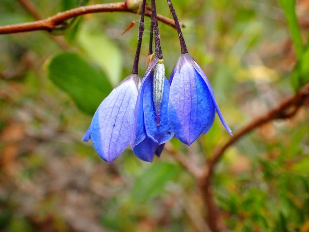 Billardiera fusiformis (Australian Bluebell), Great Southern Region WA © Terry Dunham