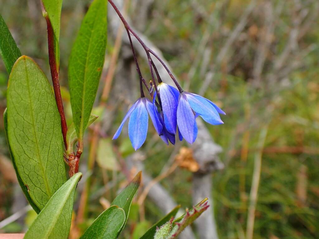 Billardiera fusiformis (Australian Bluebell), Great Southern Region WA © Terry Dunham