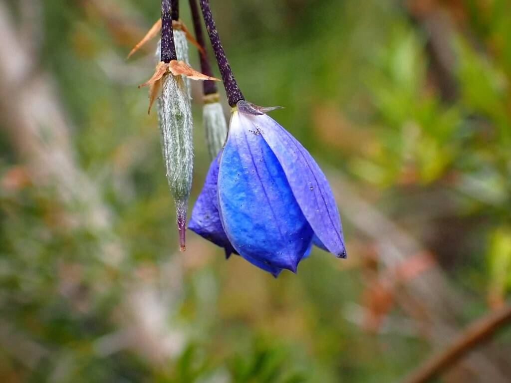 Billardiera fusiformis (Australian Bluebell), Great Southern Region WA © Terry Dunham