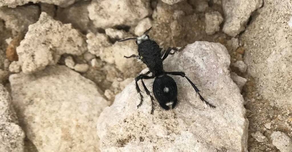 Bothriomutilla rugicollis (Mutillid wasp), Cookernup WA © Carl Richards
