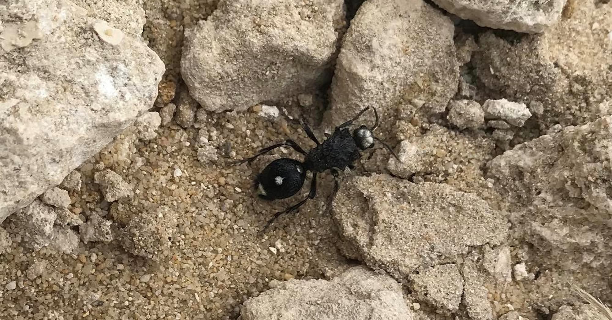 Bothriomutilla rugicollis (Mutillid wasp), Cookernup WA © Carl Richards