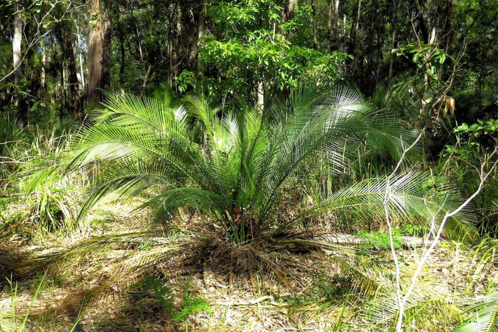 Burrawang (Macrozamia communis), Wallaga Lake NSW © Deb Taylor