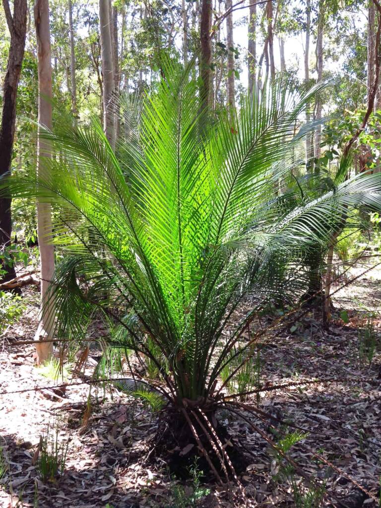 Burrawang (Macrozamia communis), Bermagui NSW © Deb Taylor