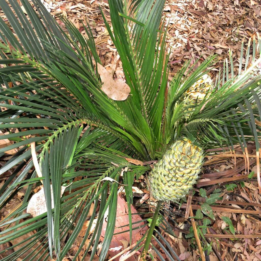 Burrawang (Macrozamia communis), Wallaga Lake NSW © Deb Taylor