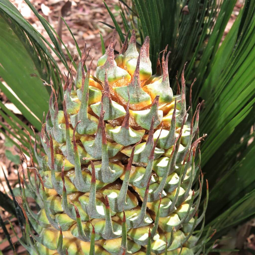 Burrawang (Macrozamia communis), Wallaga Lake NSW © Deb Taylor