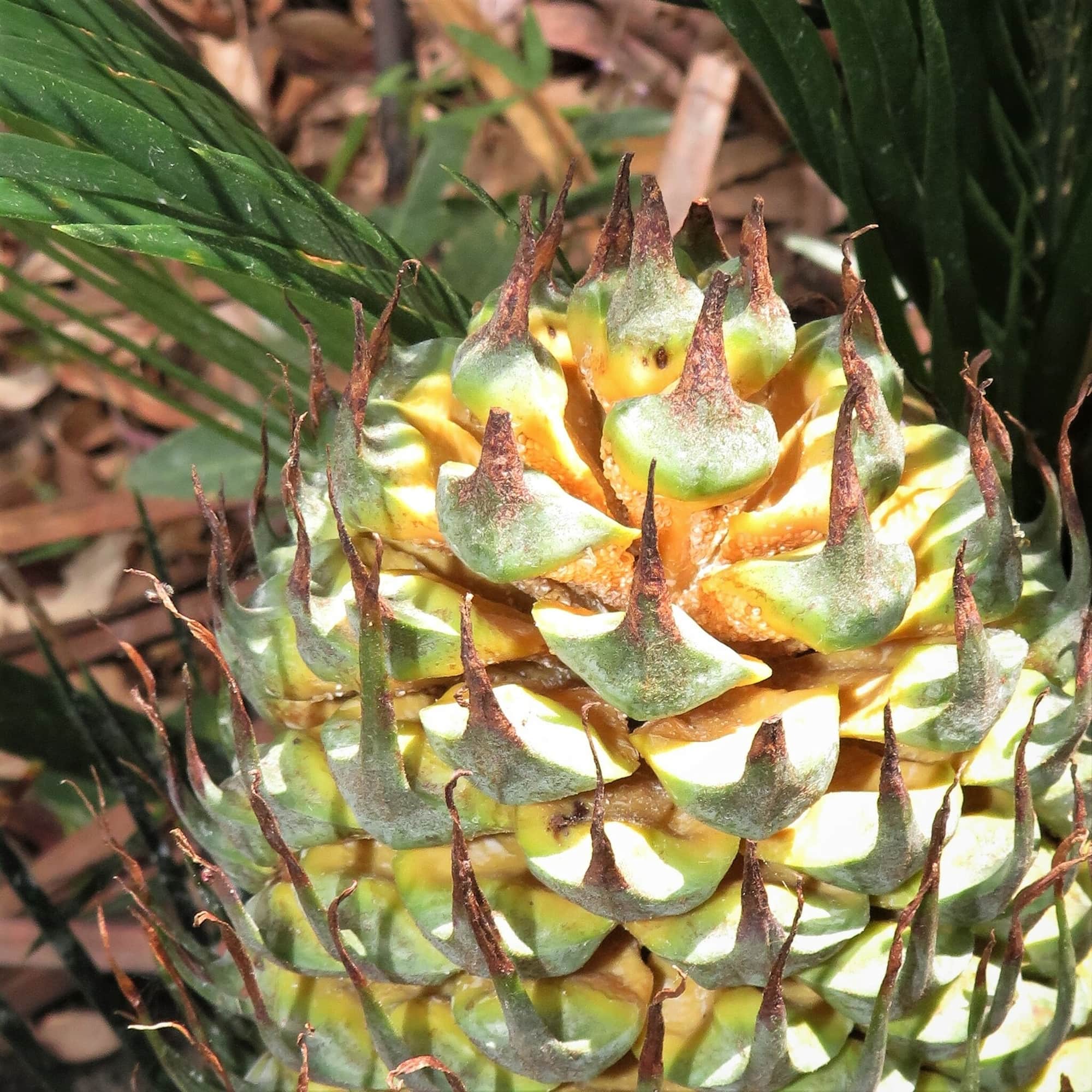 Burrawang (Macrozamia communis), Wallaga Lake NSW © Deb Taylor