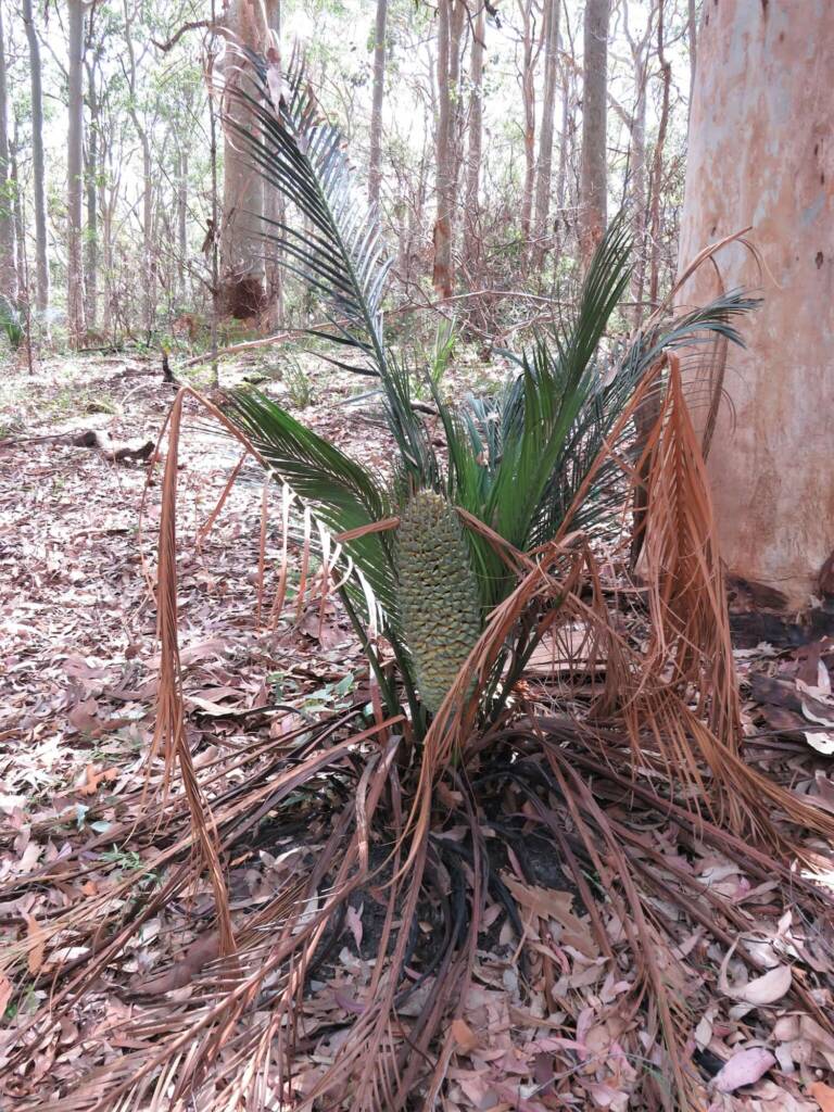 Burrawang (Macrozamia communis), Wallaga Lake NSW © Deb Taylor