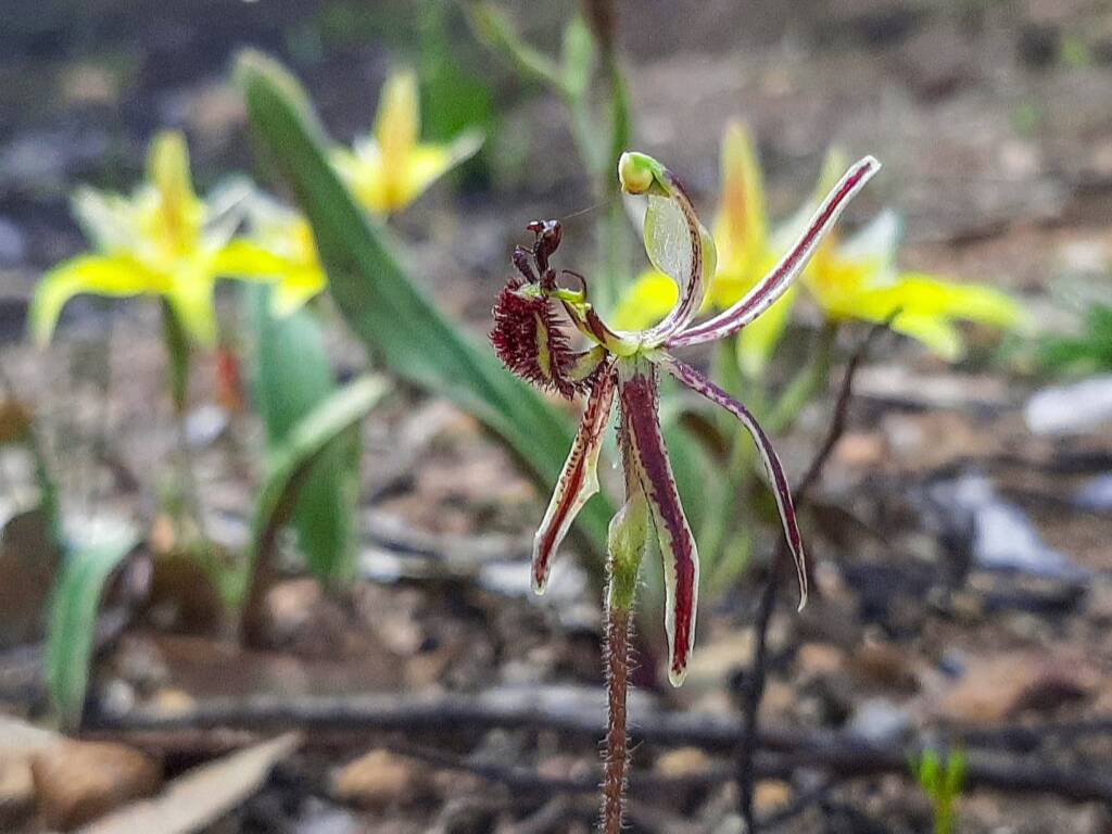 Caladenia barbarossa (Dragon Orchid), Stirling Range National Park WA © Terry Dunham