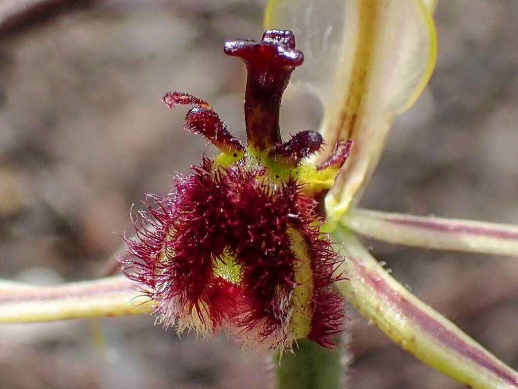 Caladenia barbarossa (Dragon Orchid), Stirling Range National Park WA © Terry Dunham