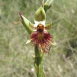 Calochilus paludosus (Red Beard Orchid), Wallaga Lake NSW © Deb Taylor