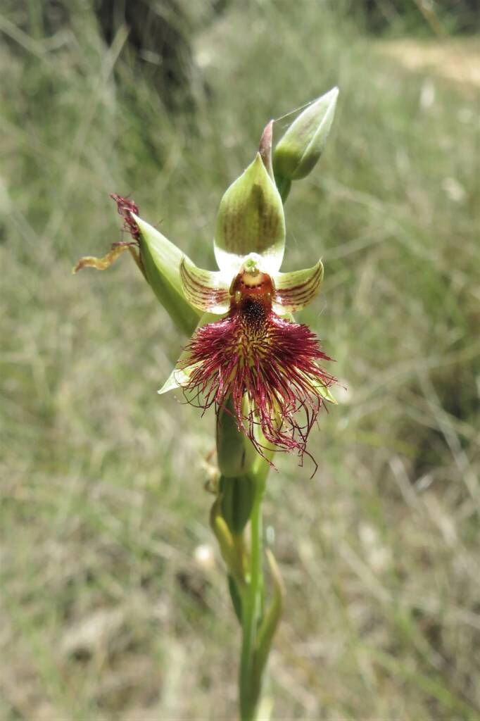 Calochilus paludosus (Red Beard Orchid), Wallaga Lake NSW © Deb Taylor