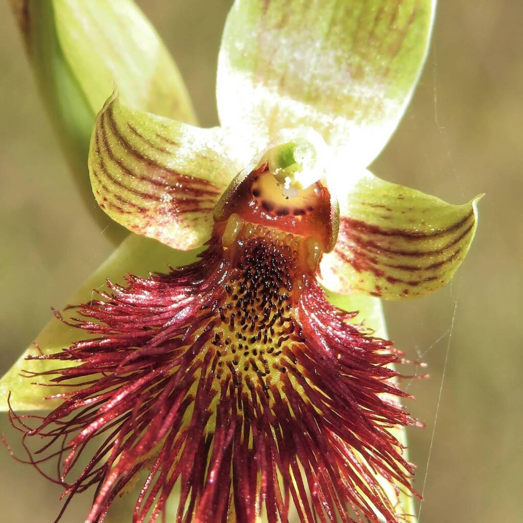 Calochilus paludosus (Red Beard Orchid), Wallaga Lake NSW © Deb Taylor