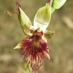 Calochilus paludosus (Red Beard Orchid), Wallaga Lake NSW © Deb Taylor