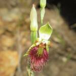 Calochilus paludosus (Red Beard Orchid), Wallaga Lake NSW © Deb Taylor