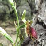 Calochilus paludosus (Red Beard Orchid), Wallaga Lake NSW © Deb Taylor