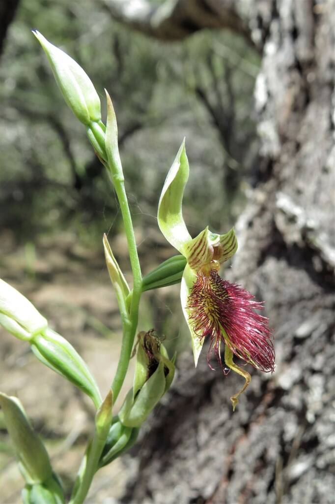 Calochilus paludosus (Red Beard Orchid), Wallaga Lake NSW © Deb Taylor
